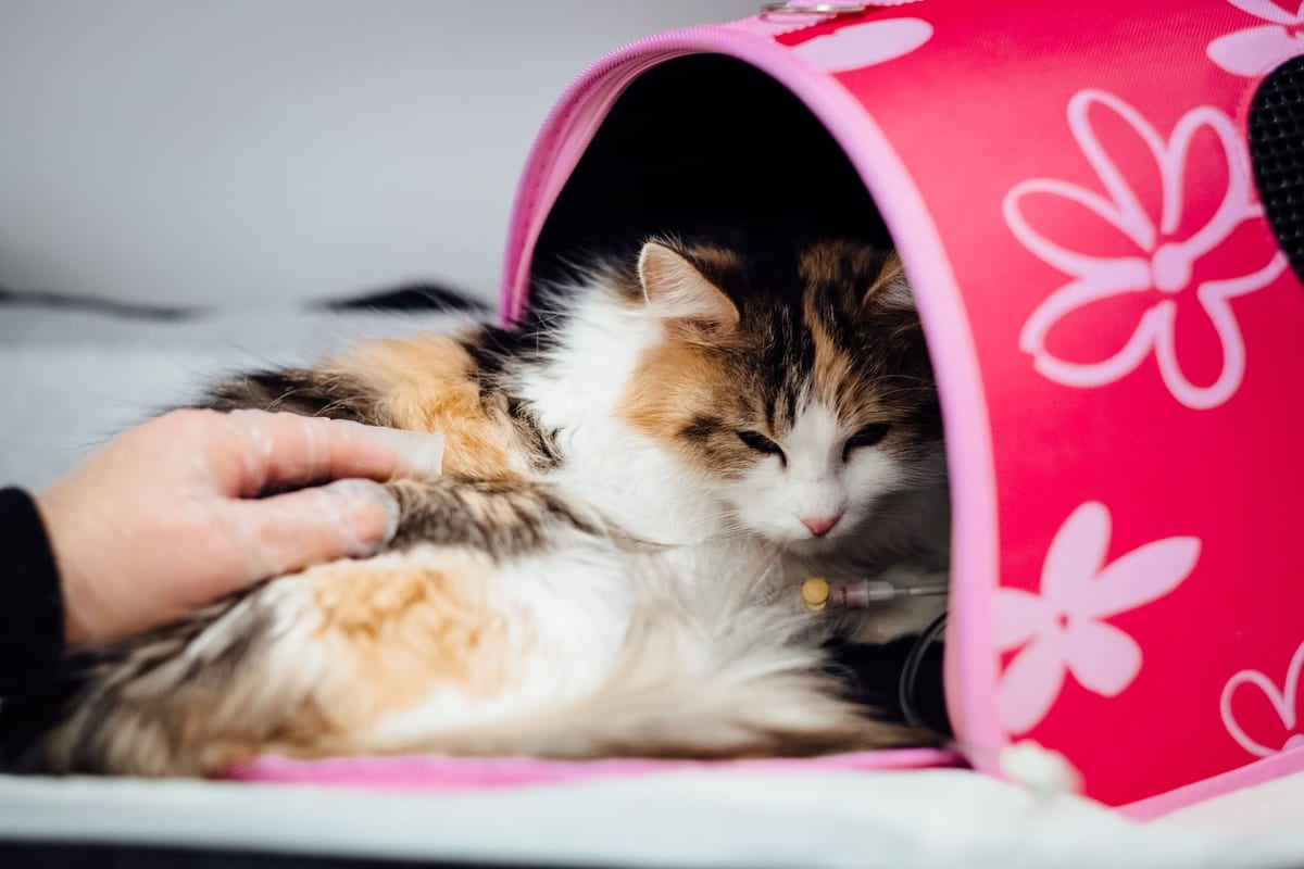 A cat resting in a soft carrier with an IV line, a hand on its paw