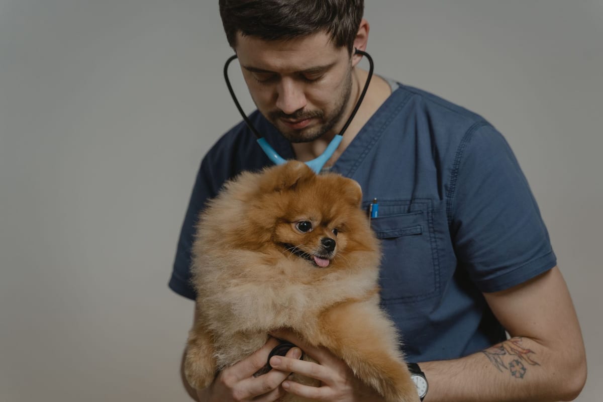 A veterinarian listening to a small dog's chest with a stethoscope