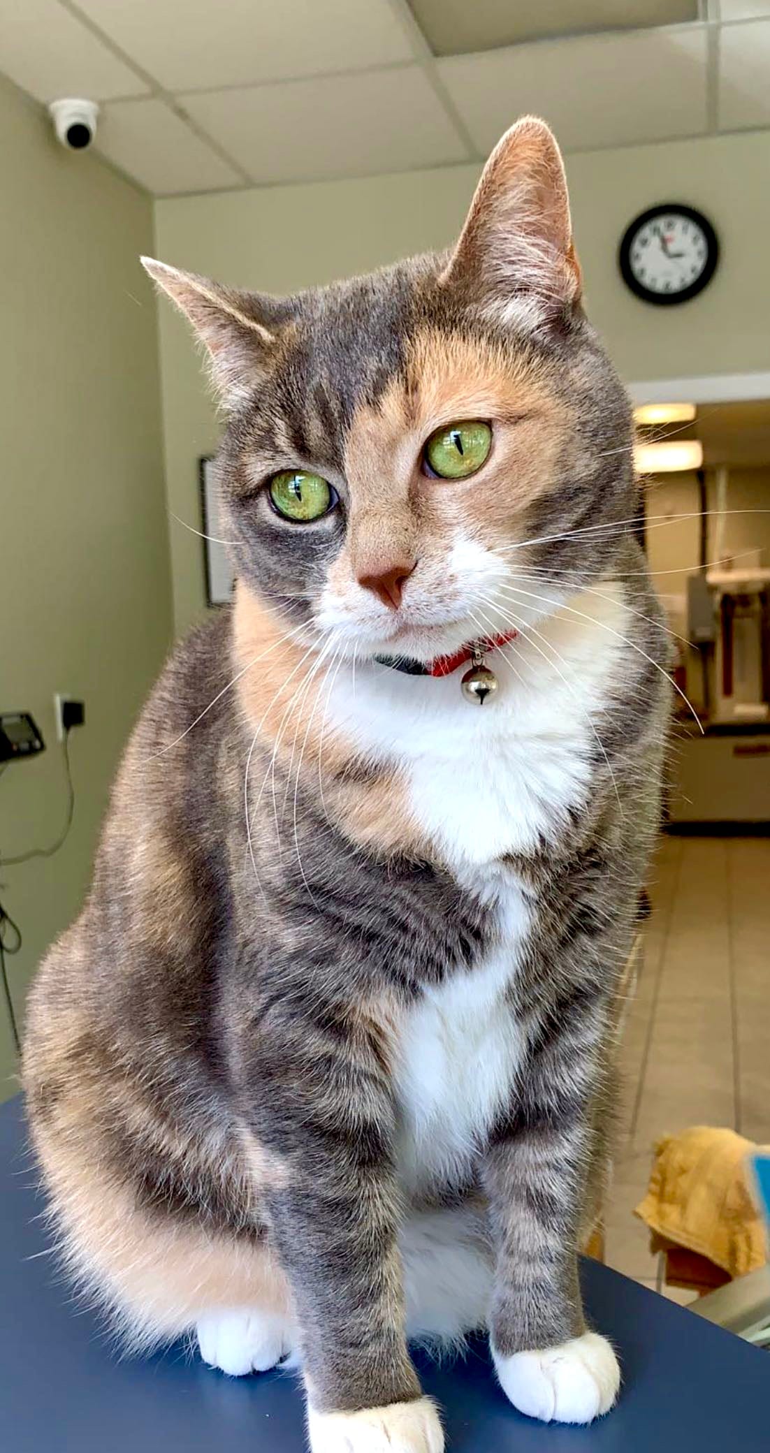 A cat sitting on the examination table at the hospital
