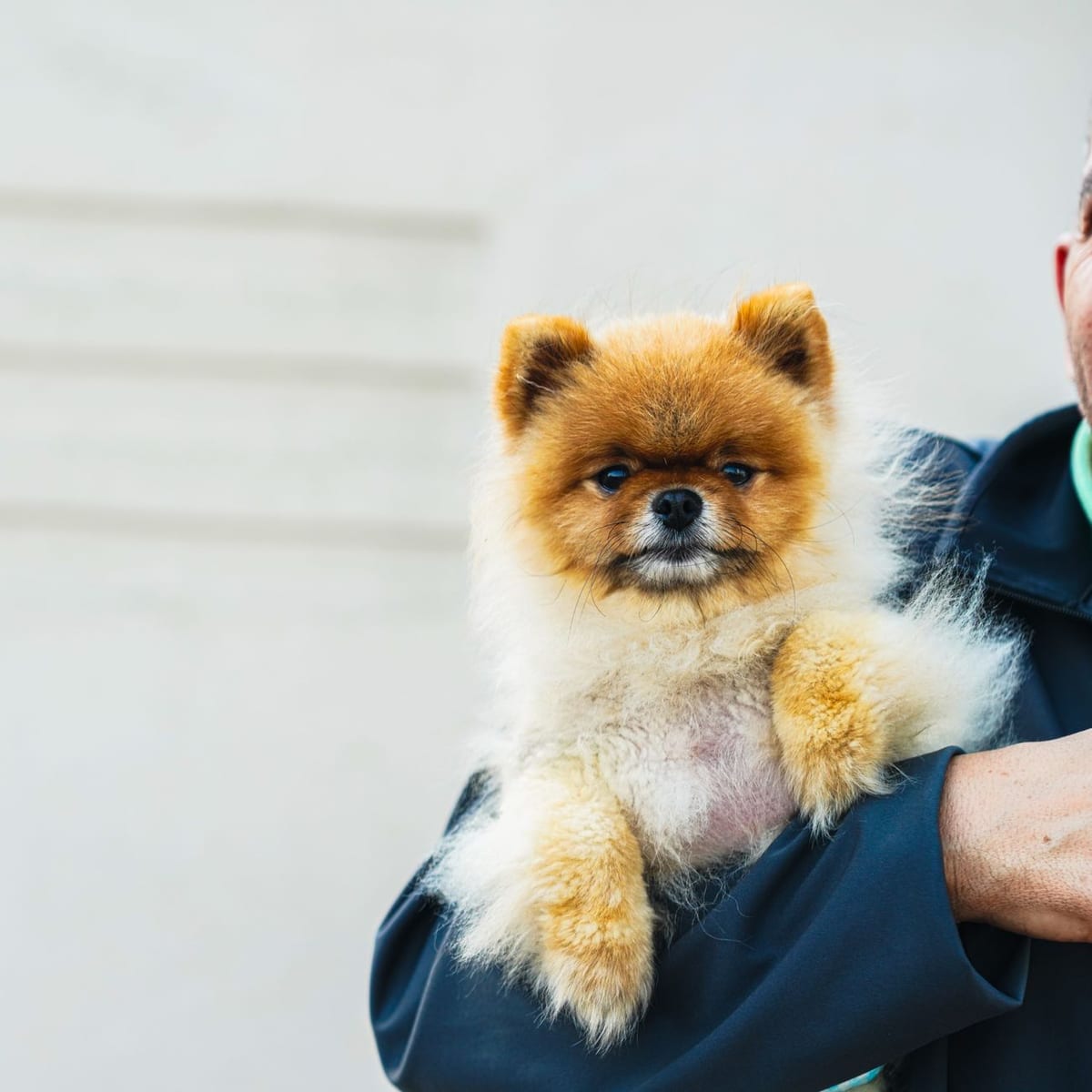 A small dog held in the crook of its owner's arm