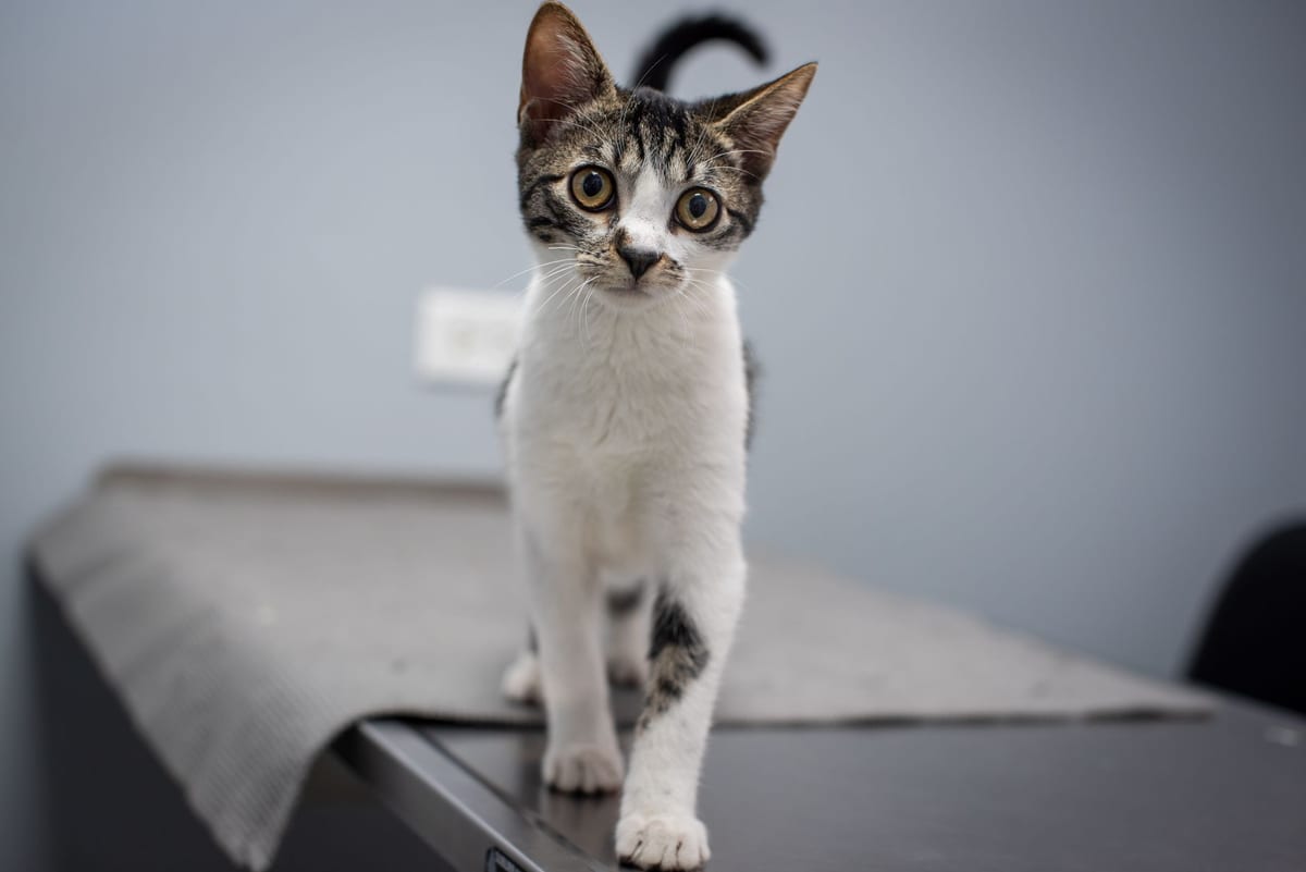 A kitten standing on a stainless steel examination table