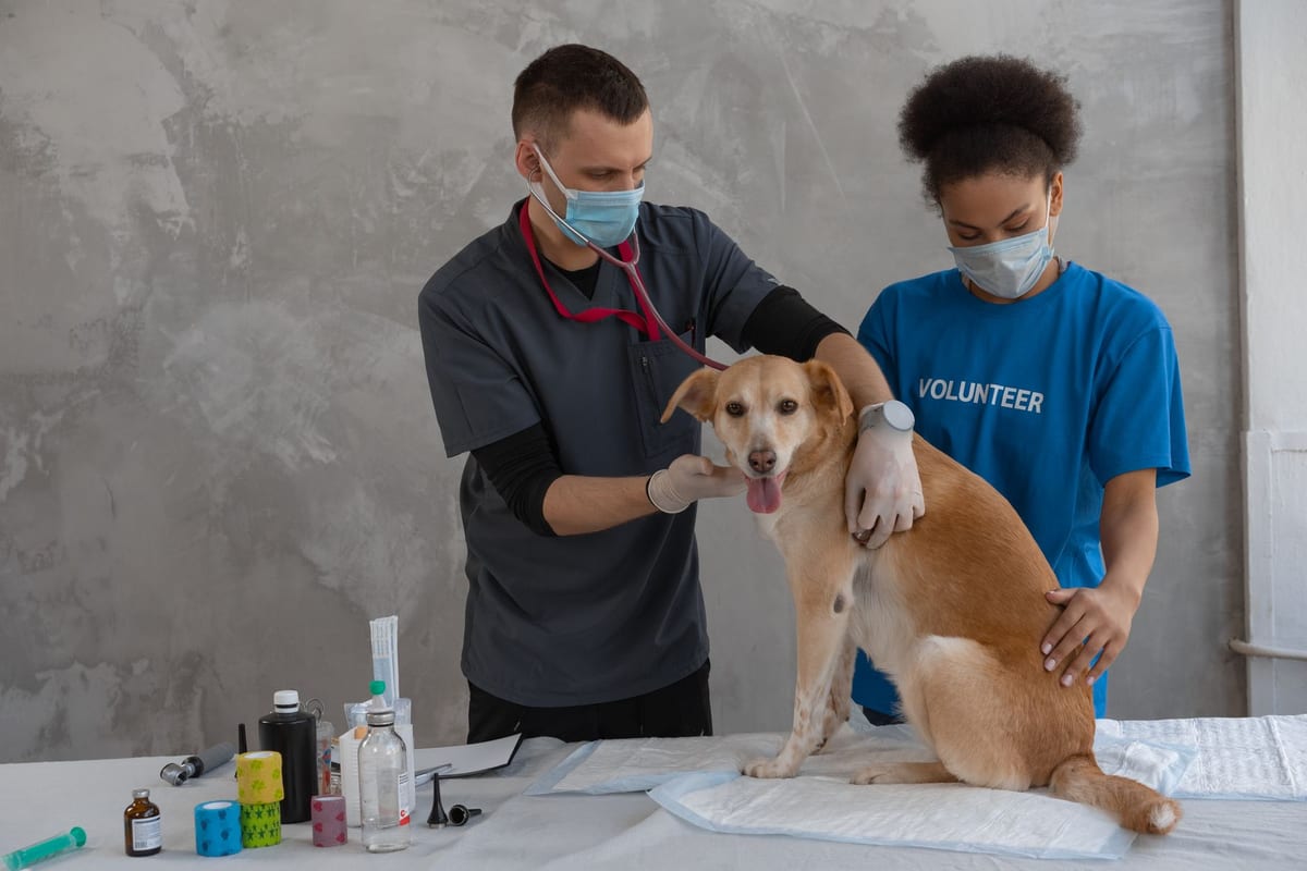 A veterinary team looking over a dog during a routine check
