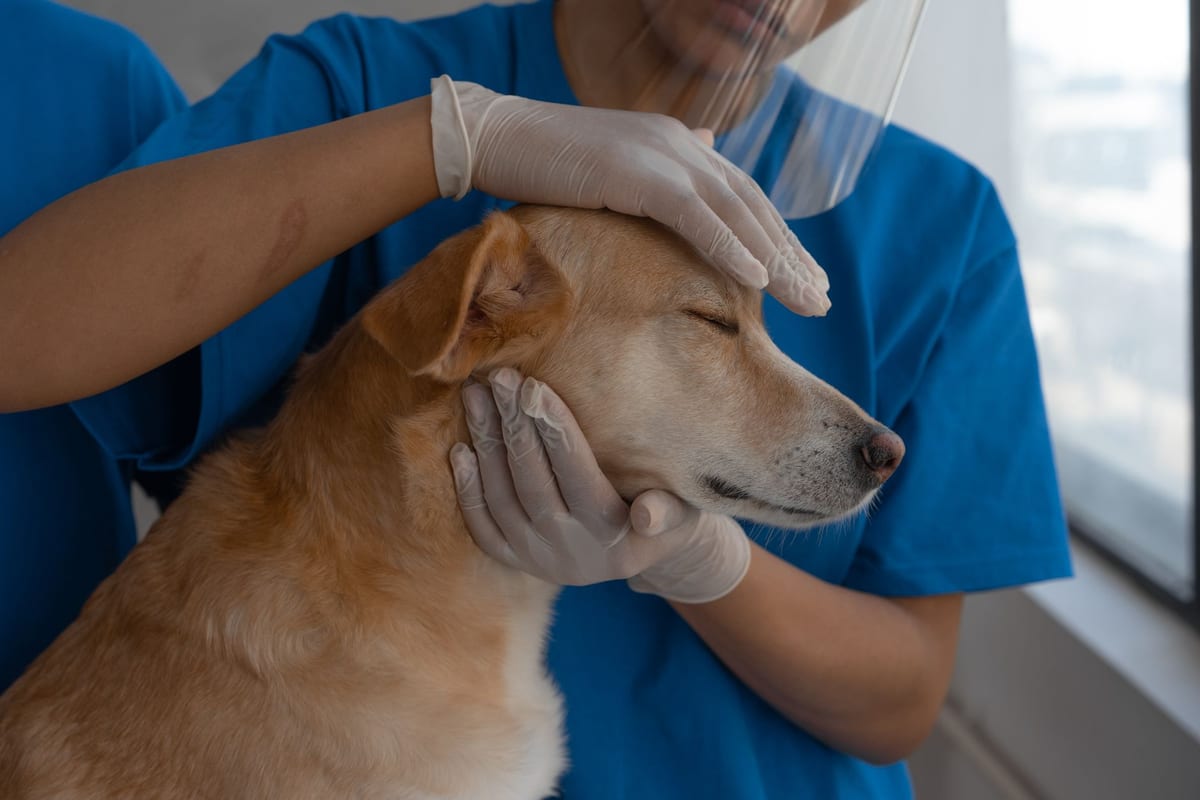 A veterinary nurse holding a dog steady during an examination